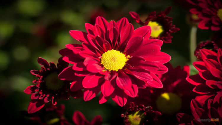 Именины Олега отмечают 4 октября