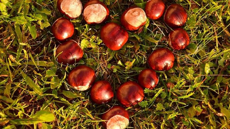 Растение Дениса - каштан. Оно символизирует целомудрие и помогает противостоять искушениям