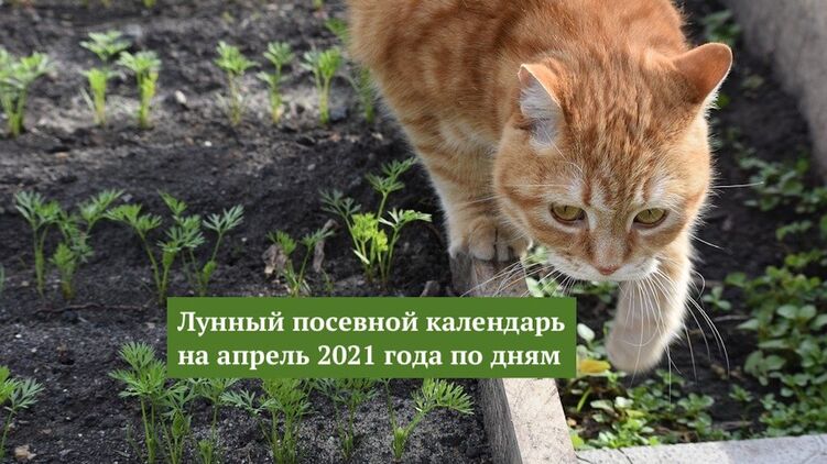 Лунный посевной календарь на апрель 2021 года. Фото с сайта pixabay.com