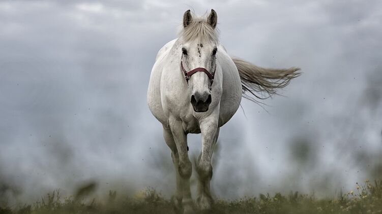 Движение вперед. Фото с сайта pixabay.com