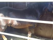 Из-за войны Украина рискует потерять конные заводы с ценнейшими породами лошадей