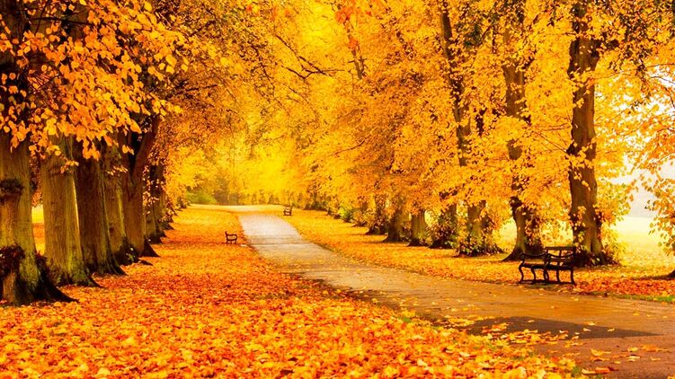 Настала осінь 2024 року