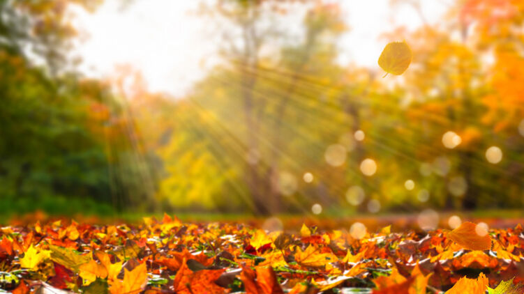 Настала осінь 2024 року