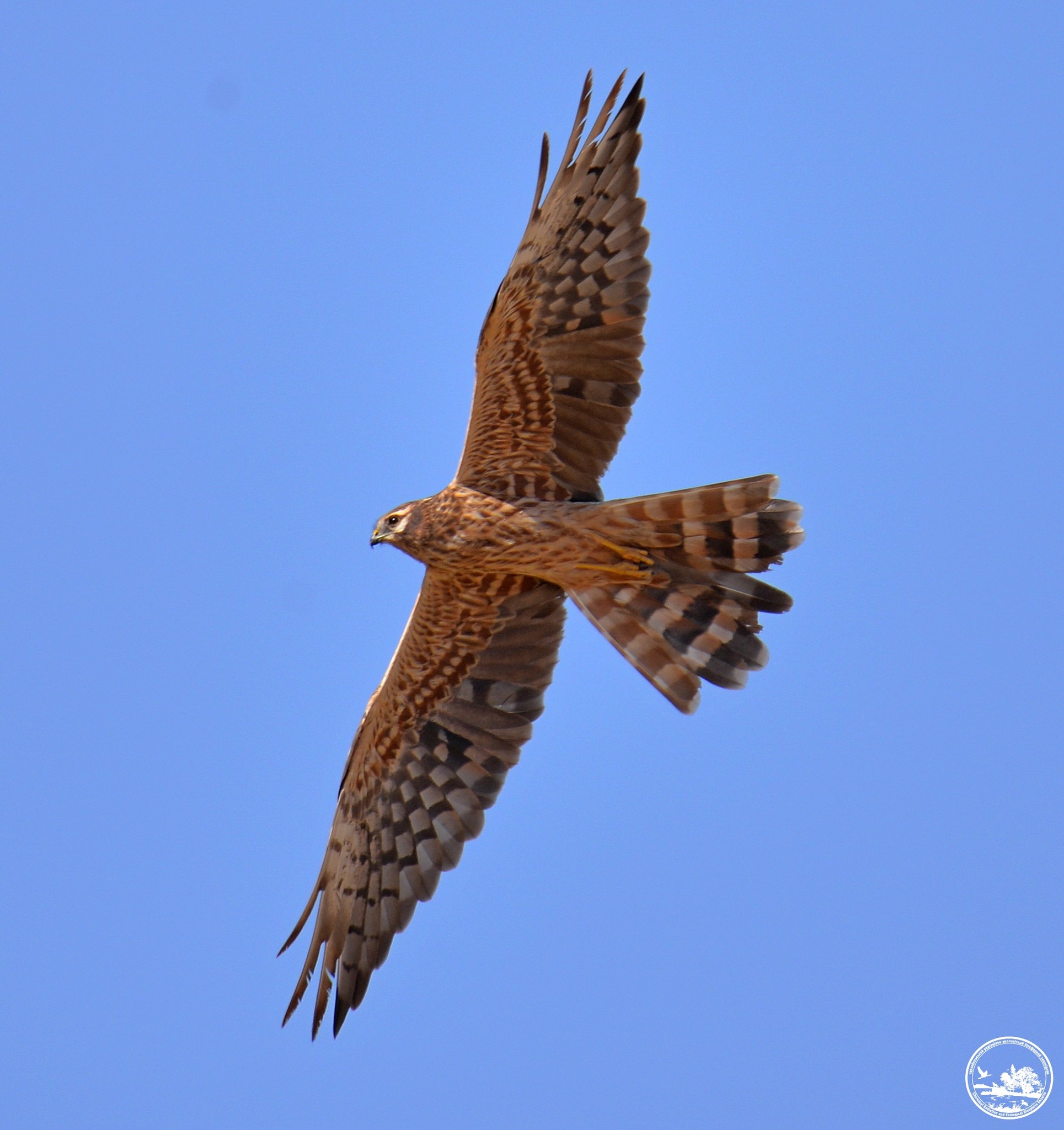 Луговой лунь, фото 3