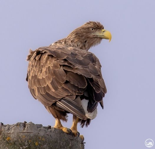 Орлан-белохвост