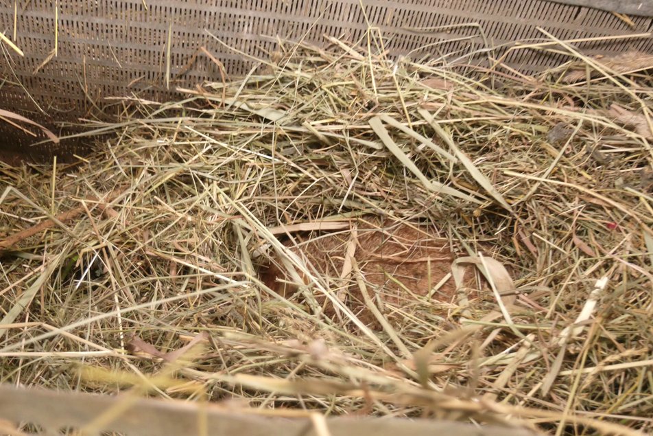 Сурок готовится к зимней спячке