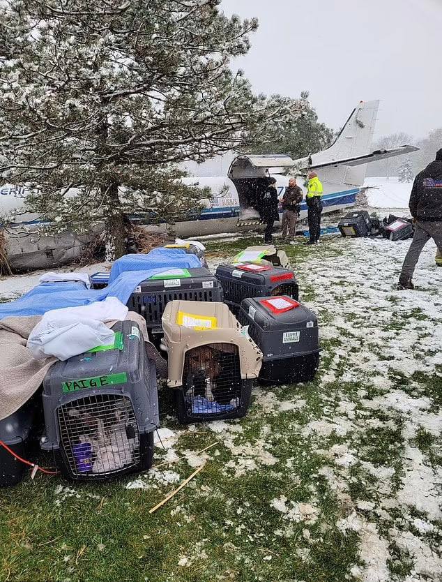 Переноски с собаками