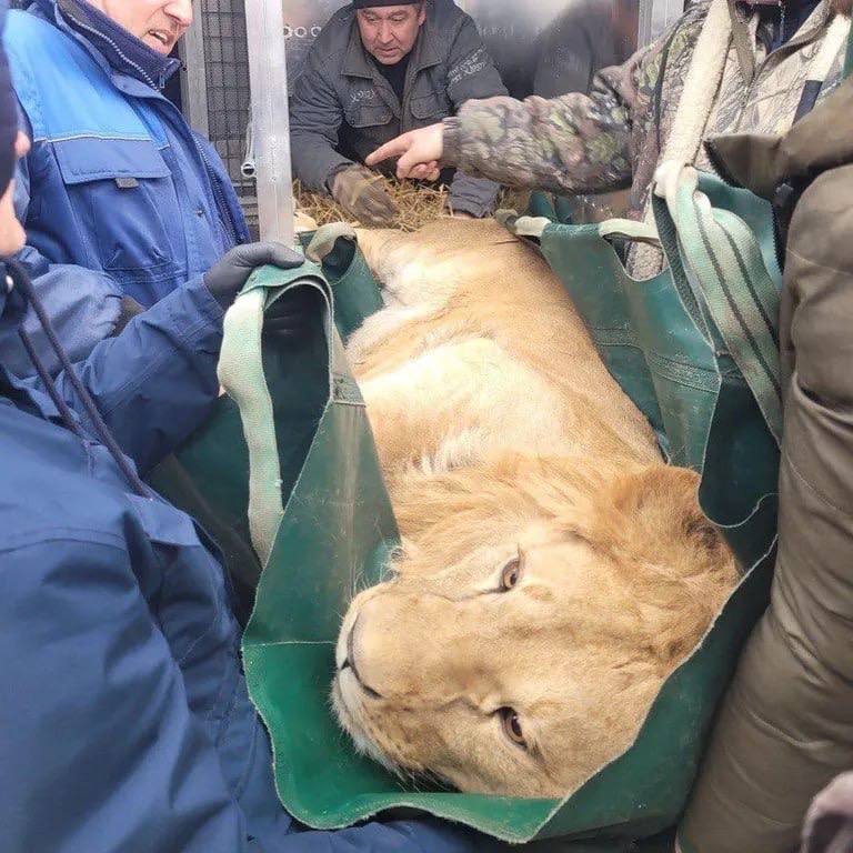 В Киевской области спасли двух львов