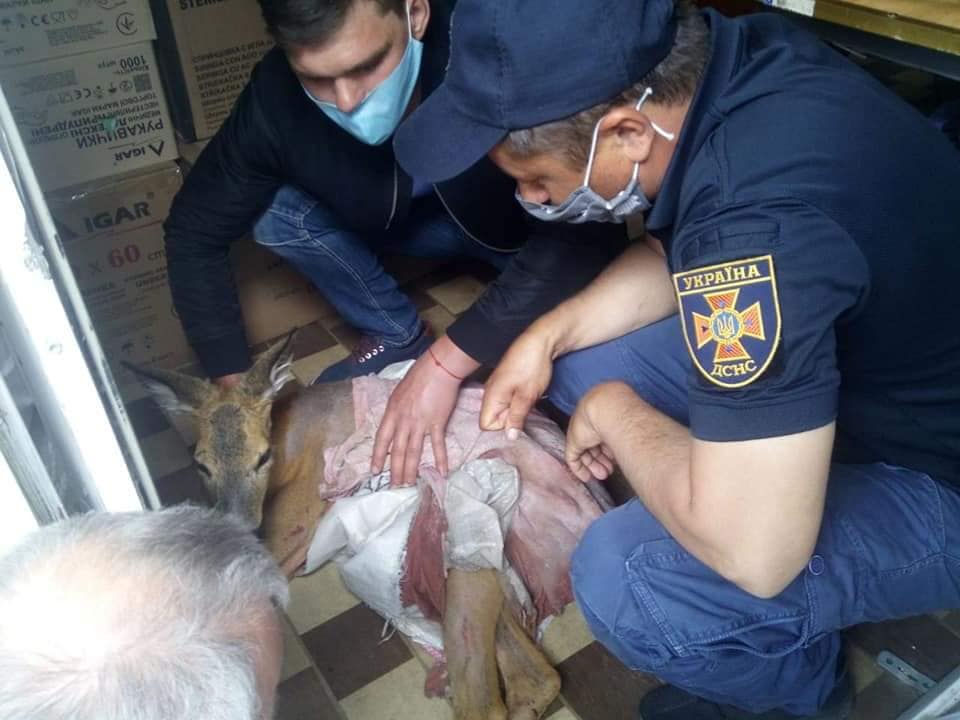 Маленький олень упал в канал