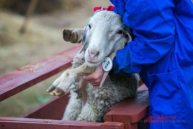 курбан байрам жертвоприношение