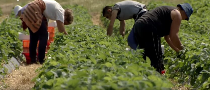 Украинские трудовые мигранты на уборке ягод