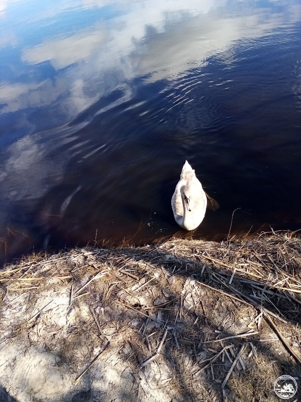 Лебедь на воде
