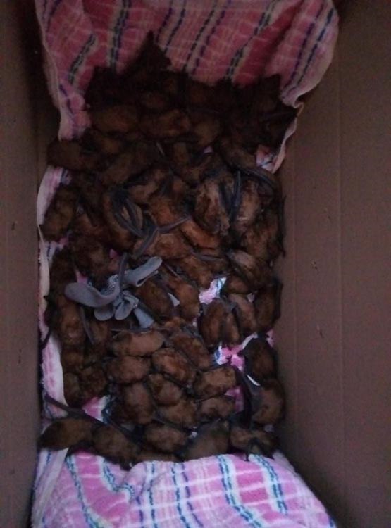 Жители Днепра нашли 700 летучих мышей в квартире. Фото: ГСЧС