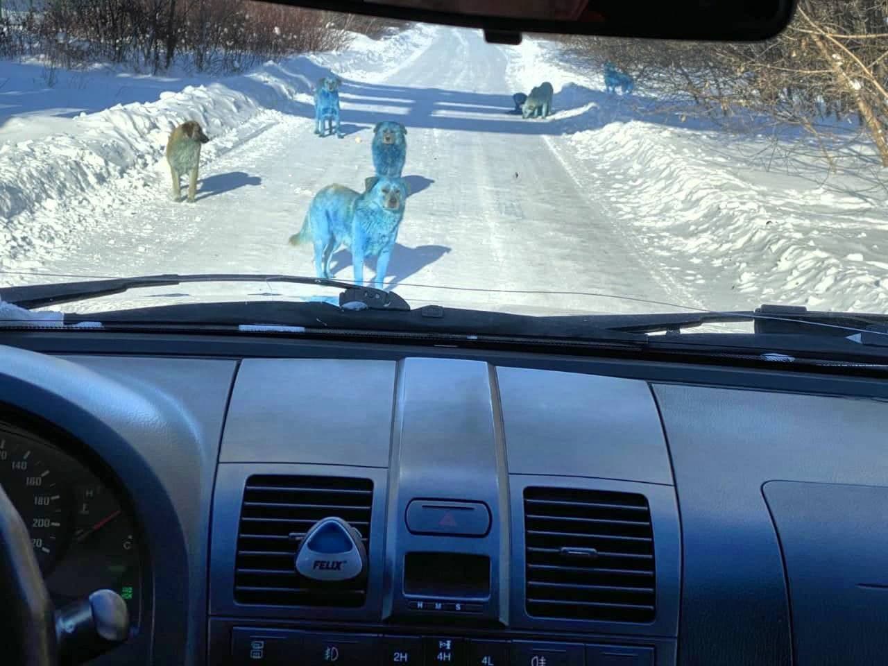 Синие собаки заполнили промзону российского города Дзержинск. Фото: Соцсети