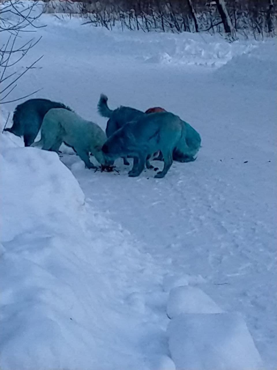 Синие собаки заполнили промзону российского города Дзержинск. Фото: Соцсети