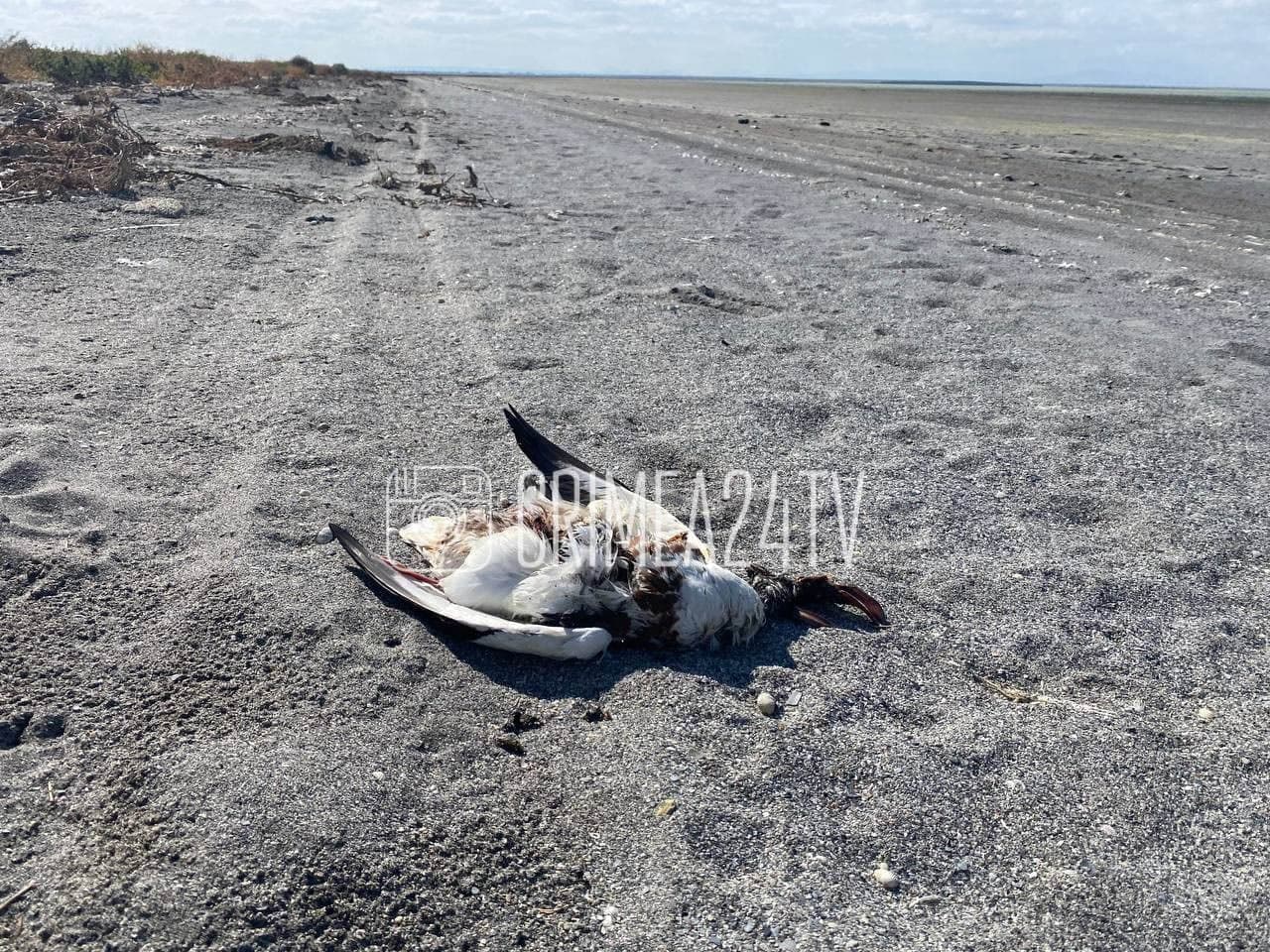 В Крыму в районе озера Сиваш погибли тысячи птиц. Фото: t.me/crimeanewscom 