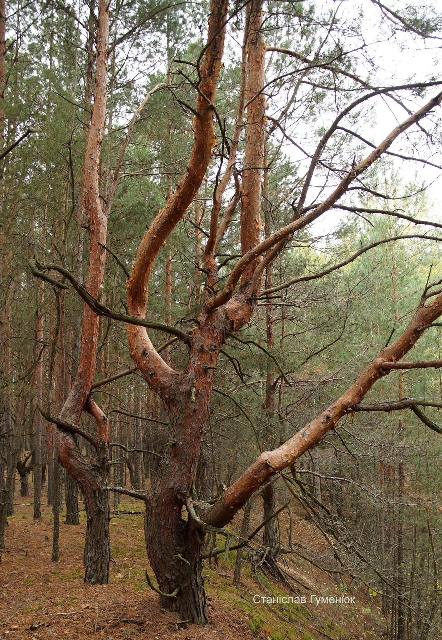 Выкрученные деревья Чернобыльской зоны отчуждения. Фото: Чернобыльский заповедник