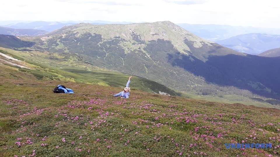 В Карпатах зацвела красная рута. Украинцам рассказали, как ее найти. Фото: Укринформ