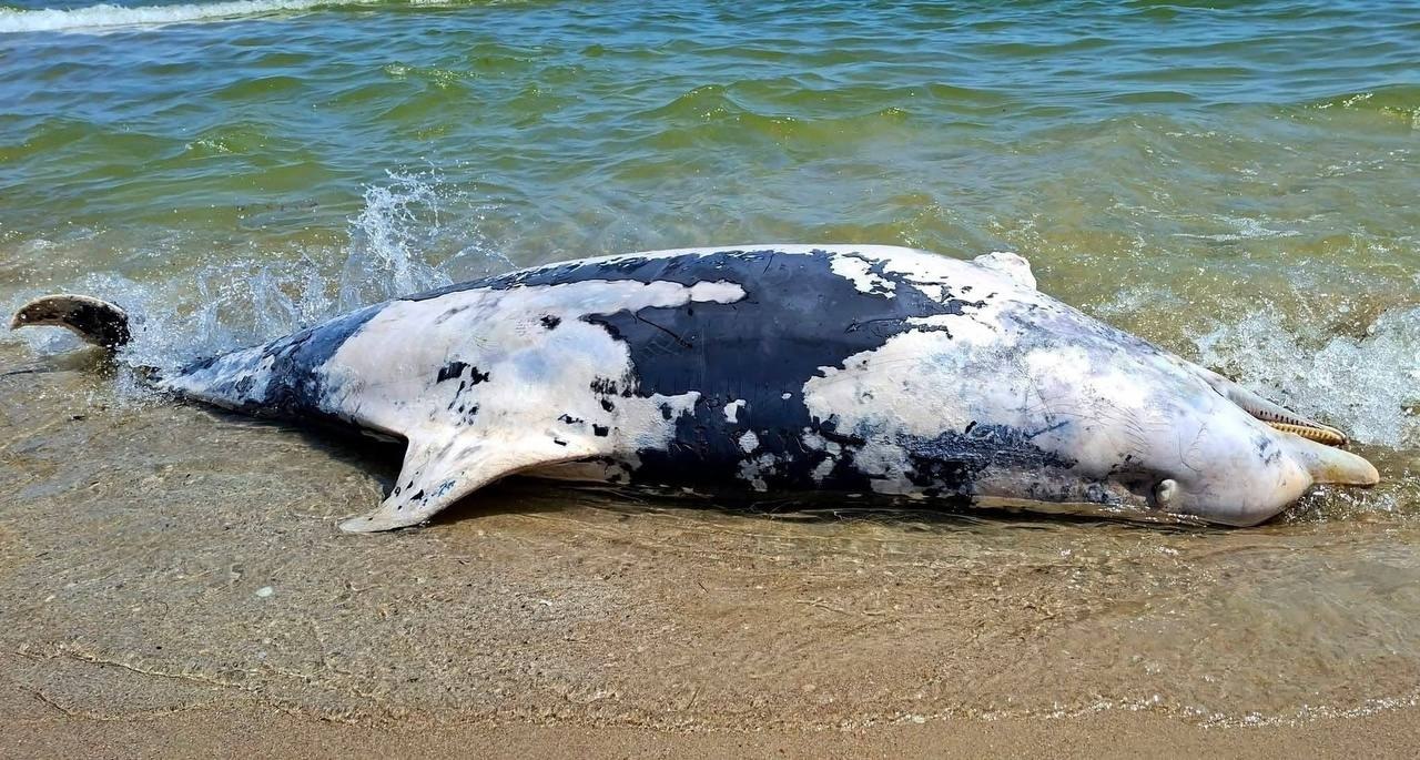 Фото мертвого дельфина на берегу Чёрного моря. Источник – Телеграм